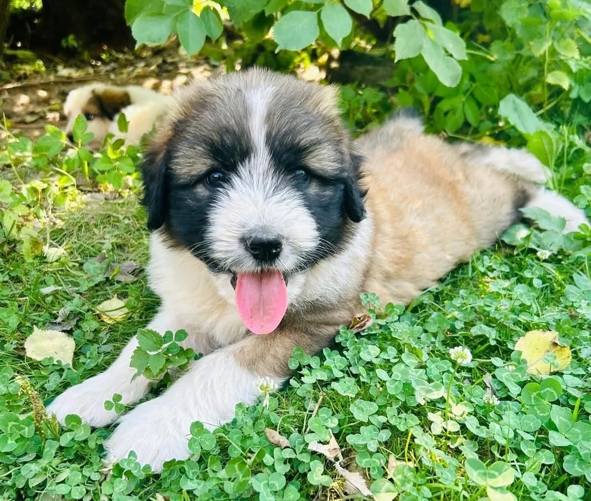 Doris, dunkelbraun female puppy Mixed Breed for adoption at Ein Herz für Streuner e.V., München