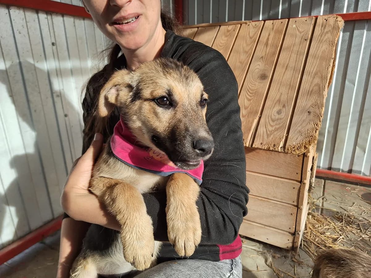 Dorle, female puppy Mixed Breed for adoption at Ein Herz für Streuner e.V., München