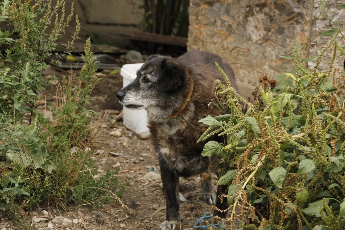 Dorle, female senior Mixed Breed for adoption at Ein Herz für Streuner e.V., München