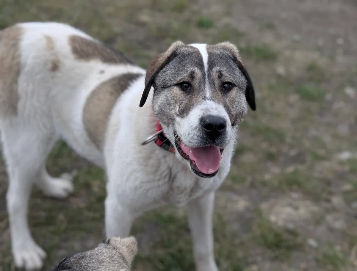 Doro, female young Mixed Breed for adoption at Ein Herz für Streuner e.V., München