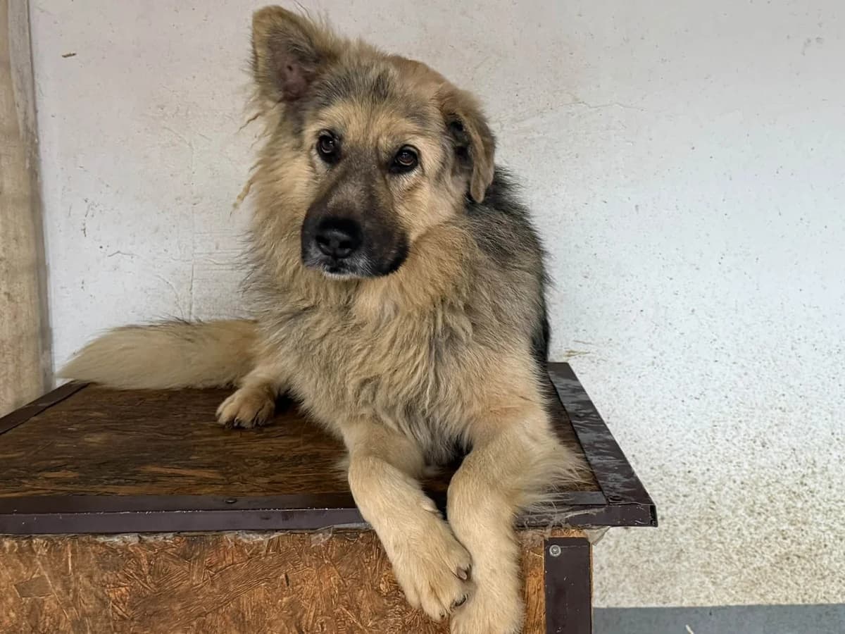 Doru, braun male 4yo Mixed Breed for adoption at Ein Herz für Streuner e.V., München