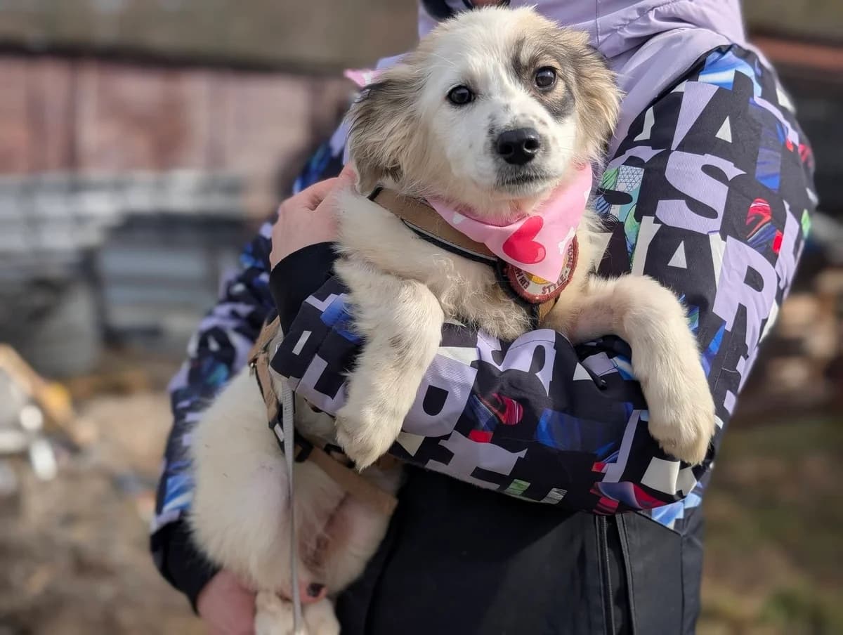 Dory, female puppy Mixed Breed for adoption at Ein Herz für Streuner e.V., München