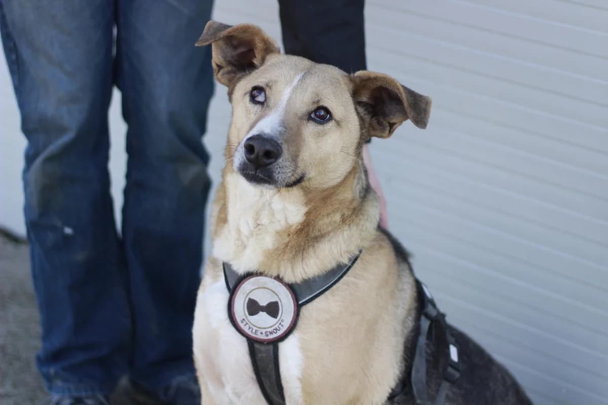 Dot, female senior Mixed Breed for adoption at Ein Herz für Streuner e.V., München