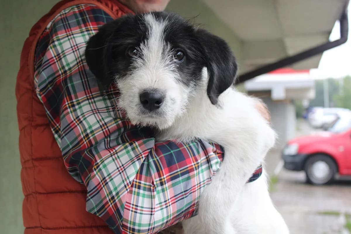Dotti, weiß female puppy Mixed Breed for adoption at Ein Herz für Streuner e.V., München