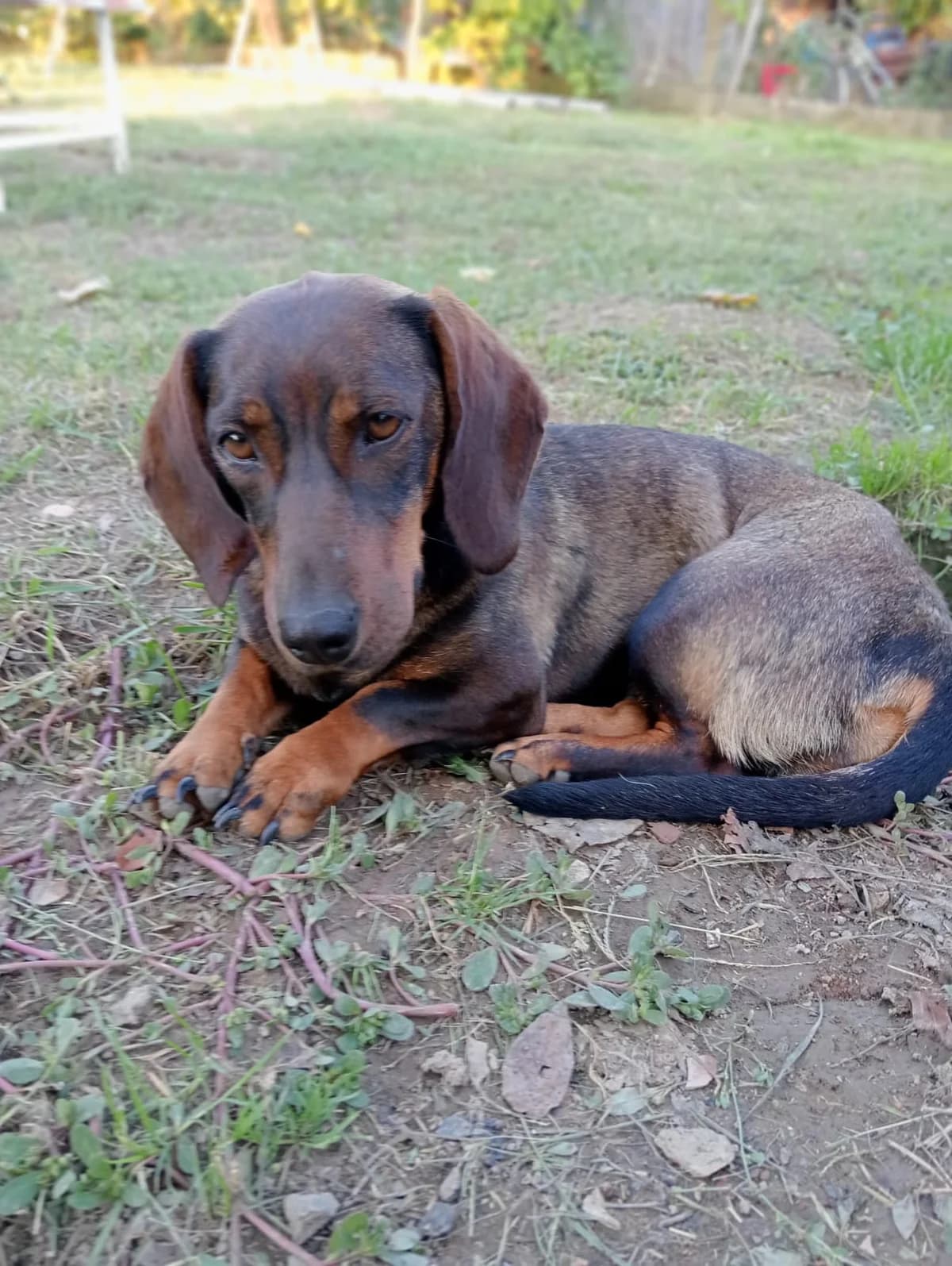 Dottie, young Mixed Breed for adoption at Ein Herz für Streuner e.V., München