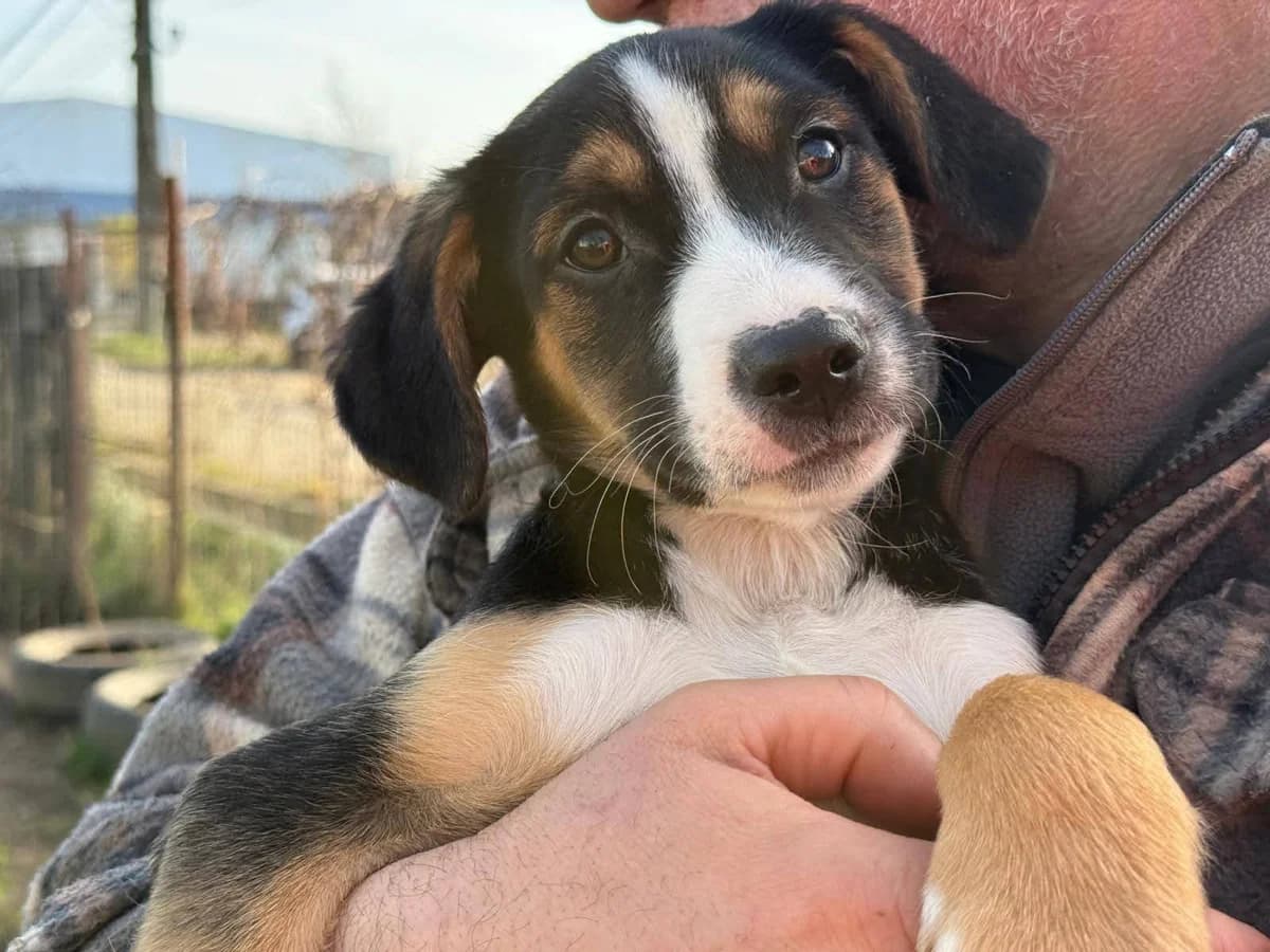 Dougy, weiß male puppy Mixed Breed for adoption at Ein Herz für Streuner e.V., München