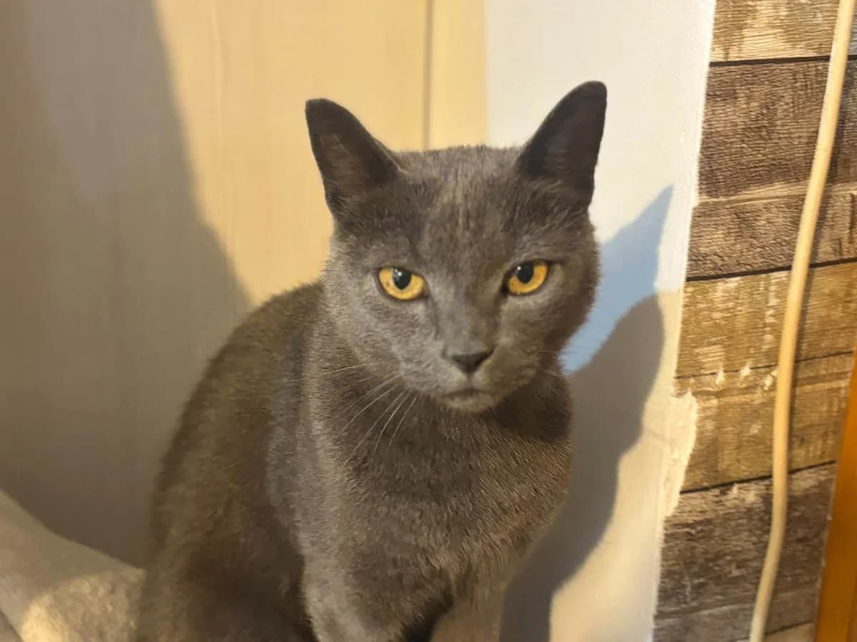 Dr. Barmini Romiao, male 7yo Mixed Breed for adoption at Ein Herz für Streuner e.V., München