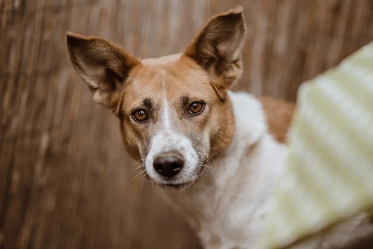 Draga, female 5yo Mixed Breed for adoption at Ein Herz für Streuner e.V., München
