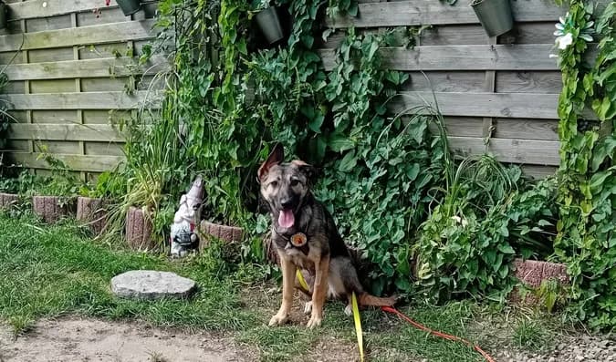 Dragana, female puppy Mixed Breed for adoption at Ein Herz für Streuner e.V., München