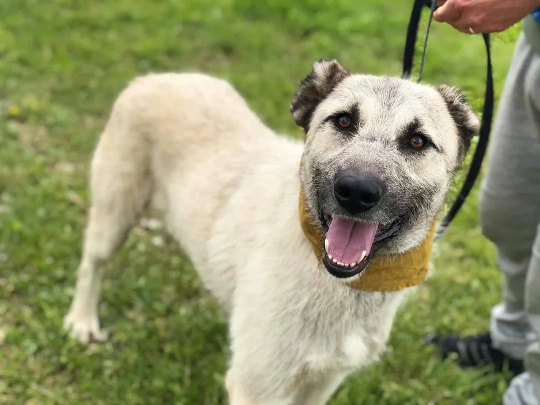 Drago, male 4yo Mixed Breed for adoption at Ein Herz für Streuner e.V., München