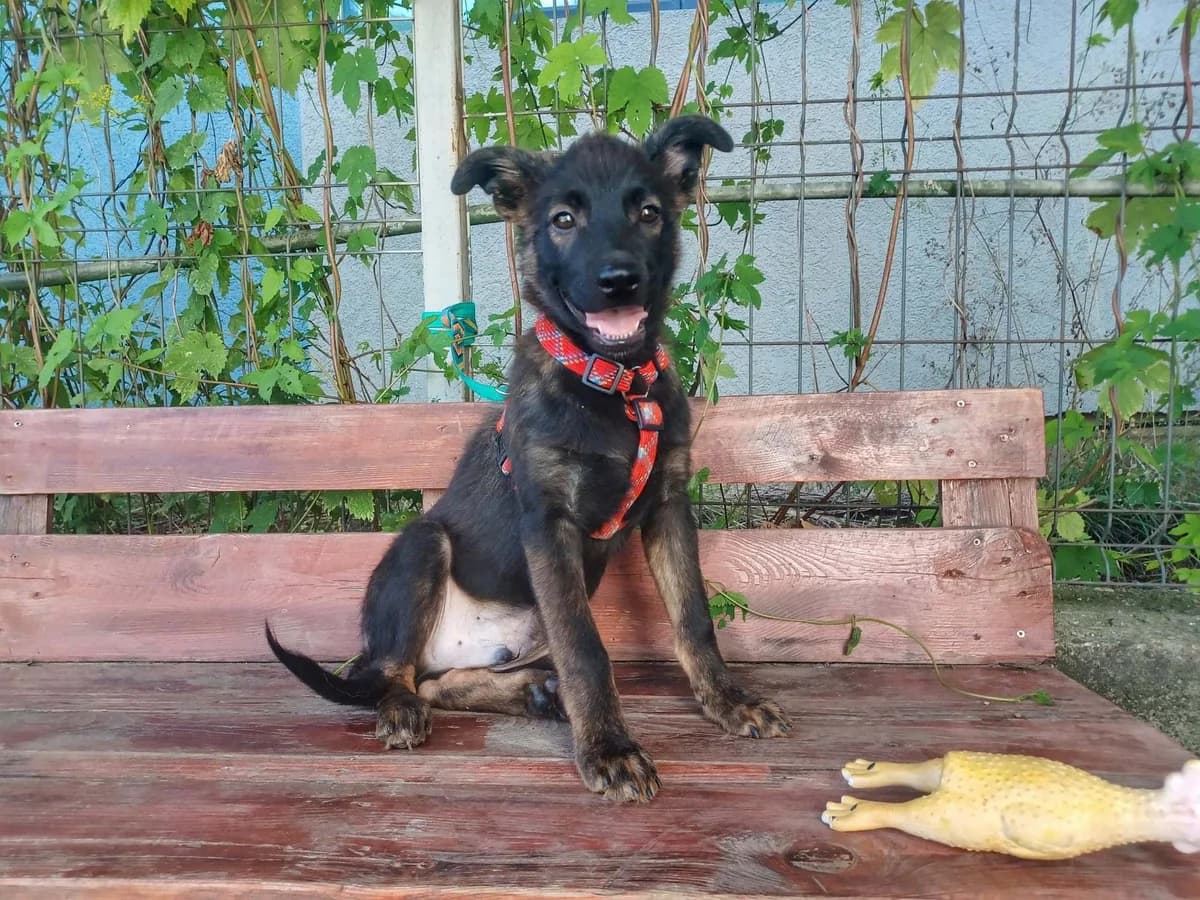 Drago, male puppy Mixed Breed for adoption at Ein Herz für Streuner e.V., München