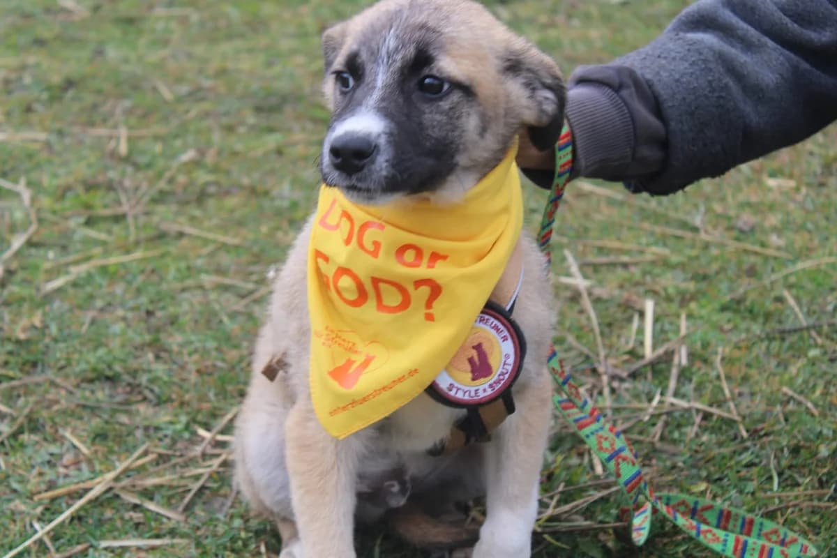 Dragon, puppy Mixed Breed for adoption at Ein Herz für Streuner e.V., München