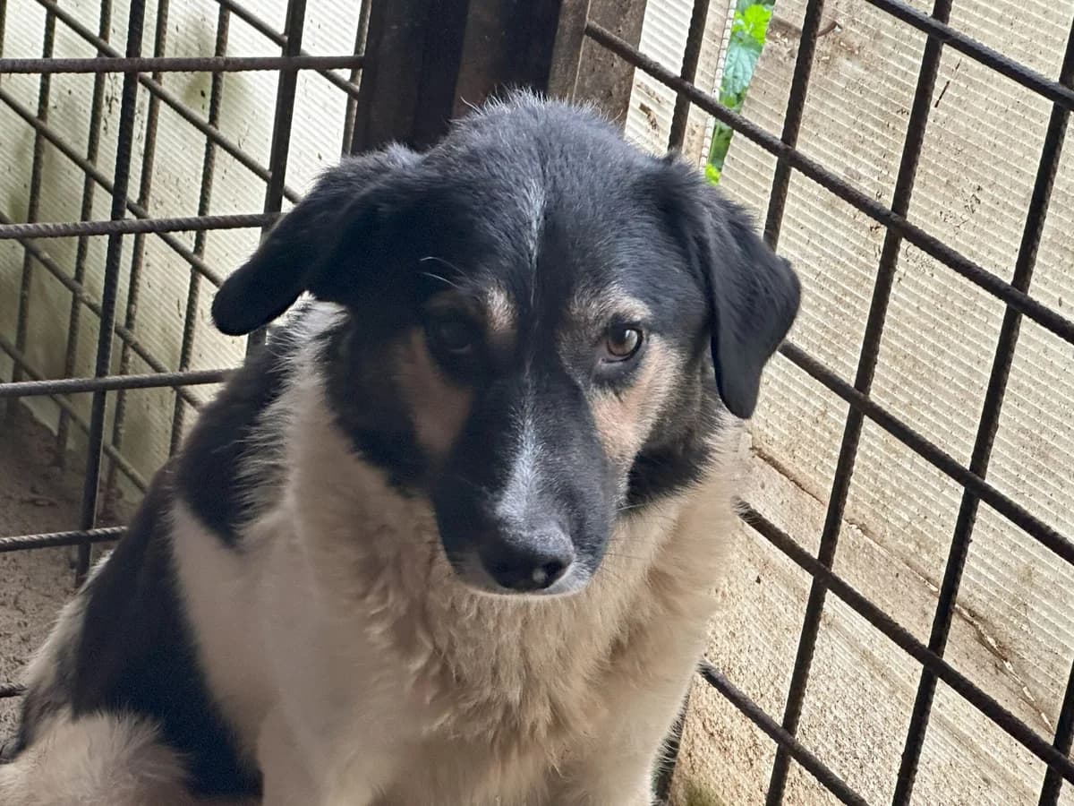 Dragu, tricolor male 3yo Mixed Breed for adoption at Ein Herz für Streuner e.V., München