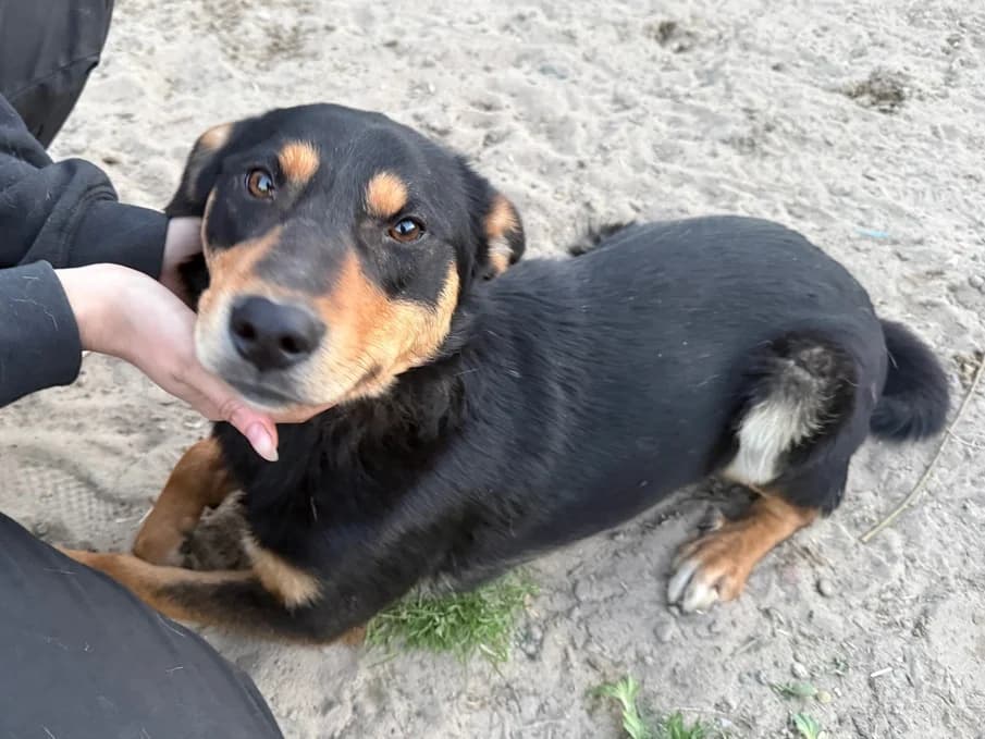 Dream, schwarz male 5yo Mixed Breed for adoption at Ein Herz für Streuner e.V., München