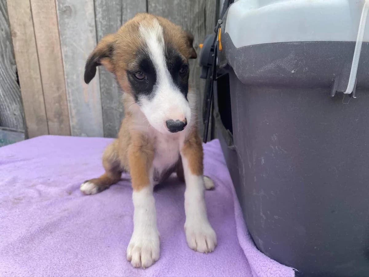 Dreamer, weiß puppy Mixed Breed for adoption at Ein Herz für Streuner e.V., München