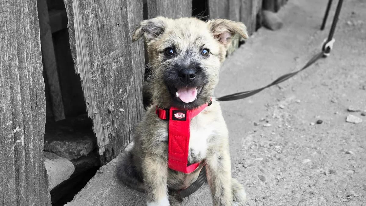 Drops, male puppy Mixed Breed for adoption at Ein Herz für Streuner e.V., München