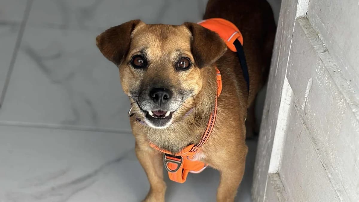 Drops, male 3yo Mixed Breed for adoption at Ein Herz für Streuner e.V., München