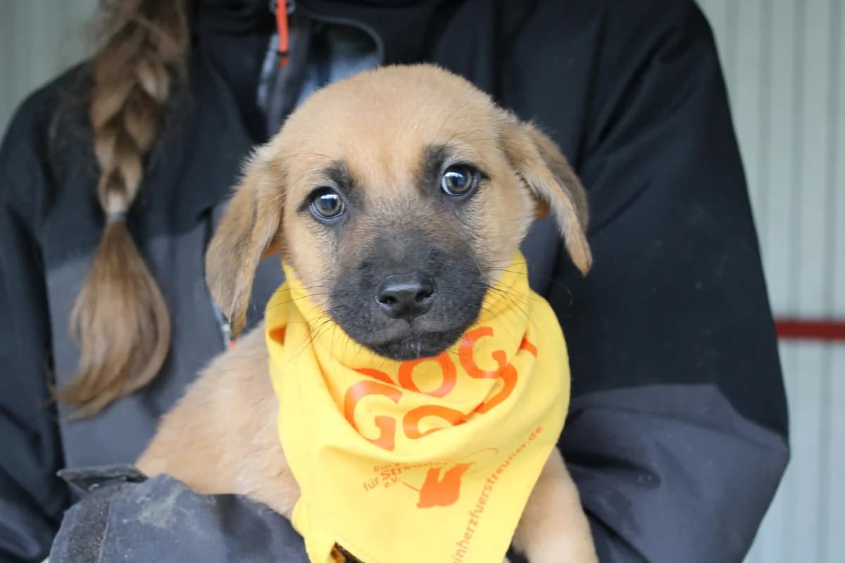 Drops, male puppy Mixed Breed for adoption at Ein Herz für Streuner e.V., München