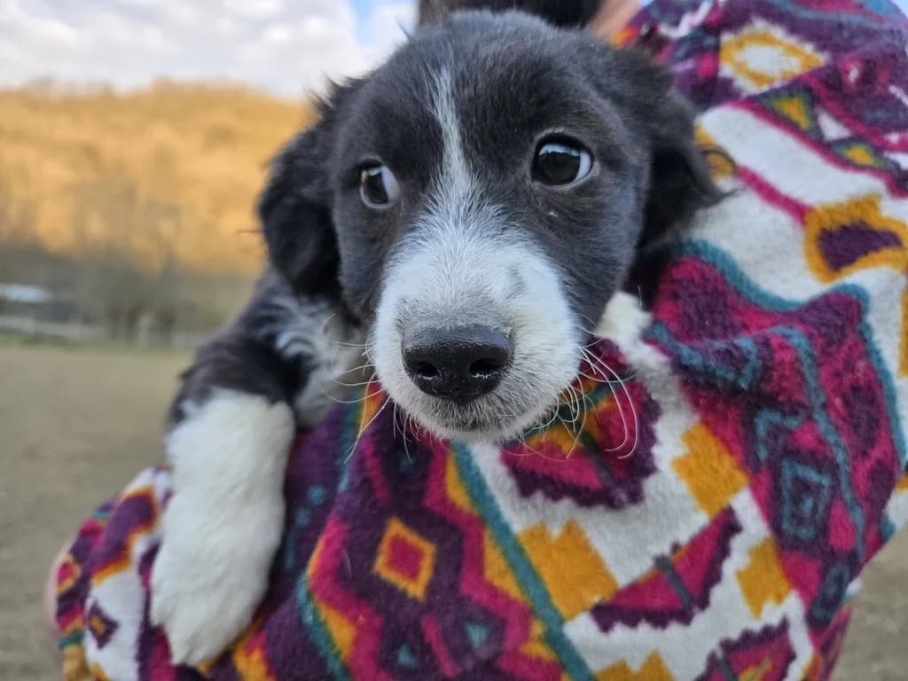 Drops, male puppy Mixed Breed for adoption at Ein Herz für Streuner e.V., München