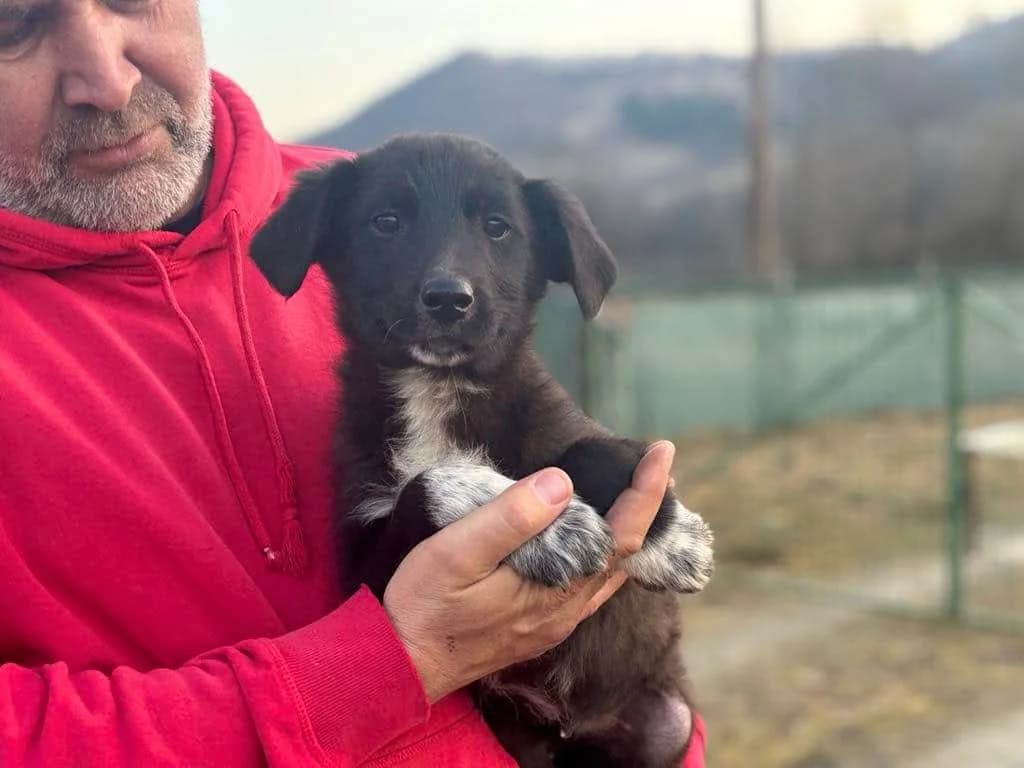 Duano, male puppy Mixed Breed for adoption at Ein Herz für Streuner e.V., München