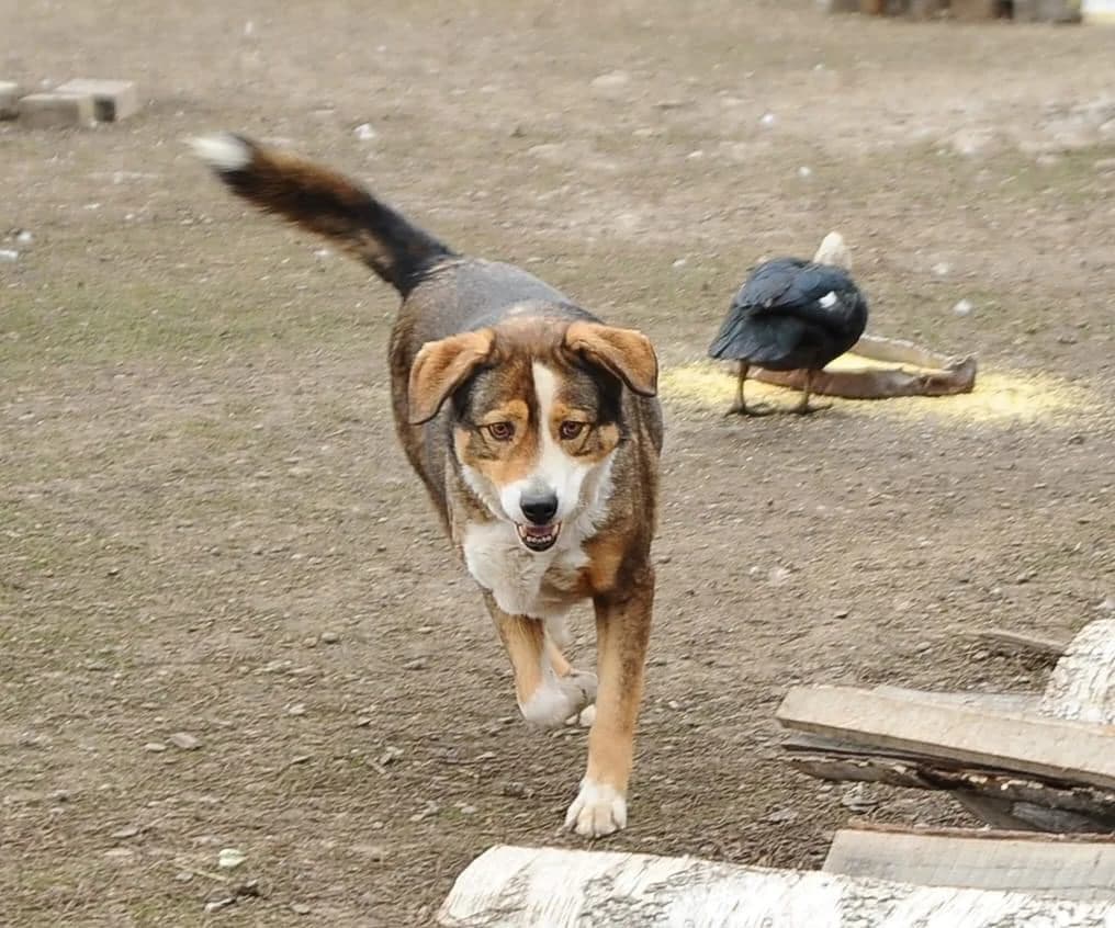 Duke, male 7yo Mixed Breed for adoption at Ein Herz für Streuner e.V., München