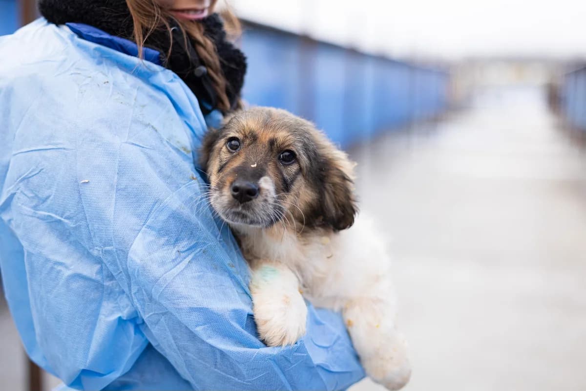 Dulcinella, weiß female puppy Mixed Breed for adoption at Ein Herz für Streuner e.V., München