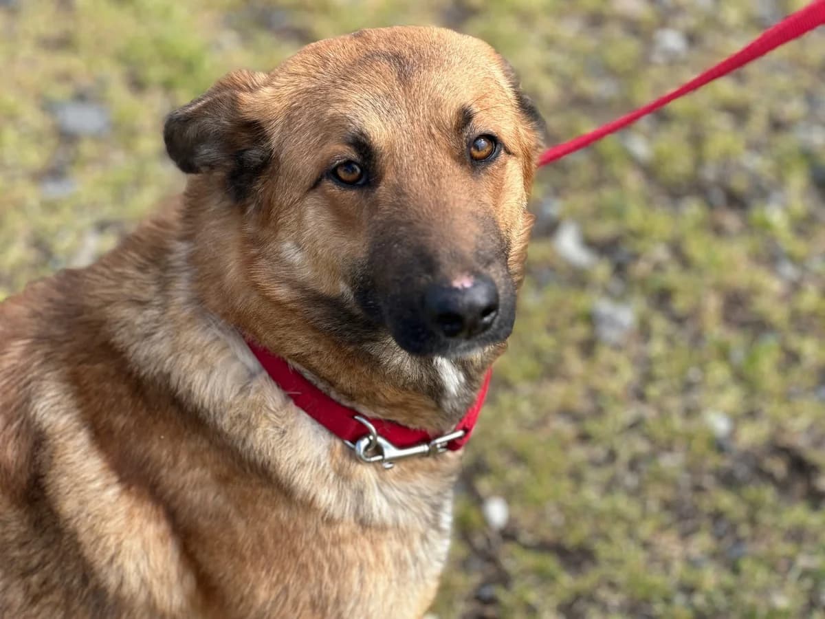 Duna, hellbraun female young Mixed Breed for adoption at Ein Herz für Streuner e.V., München