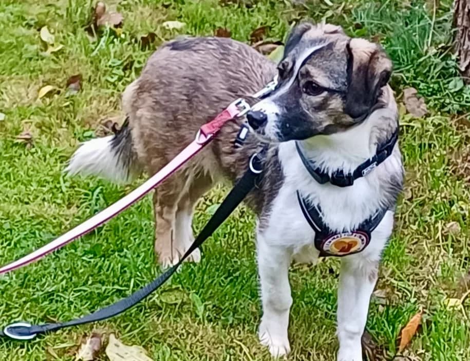 Dunja, female young Mixed Breed for adoption at Ein Herz für Streuner e.V., München