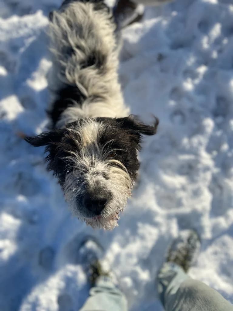 Dusan, male 3yo Mixed Breed for adoption at Ein Herz für Streuner e.V., München