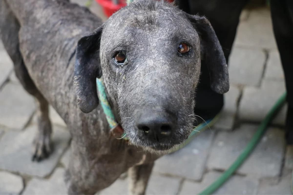 Dusty, male 7yo Mixed Breed for adoption at Ein Herz für Streuner e.V., München