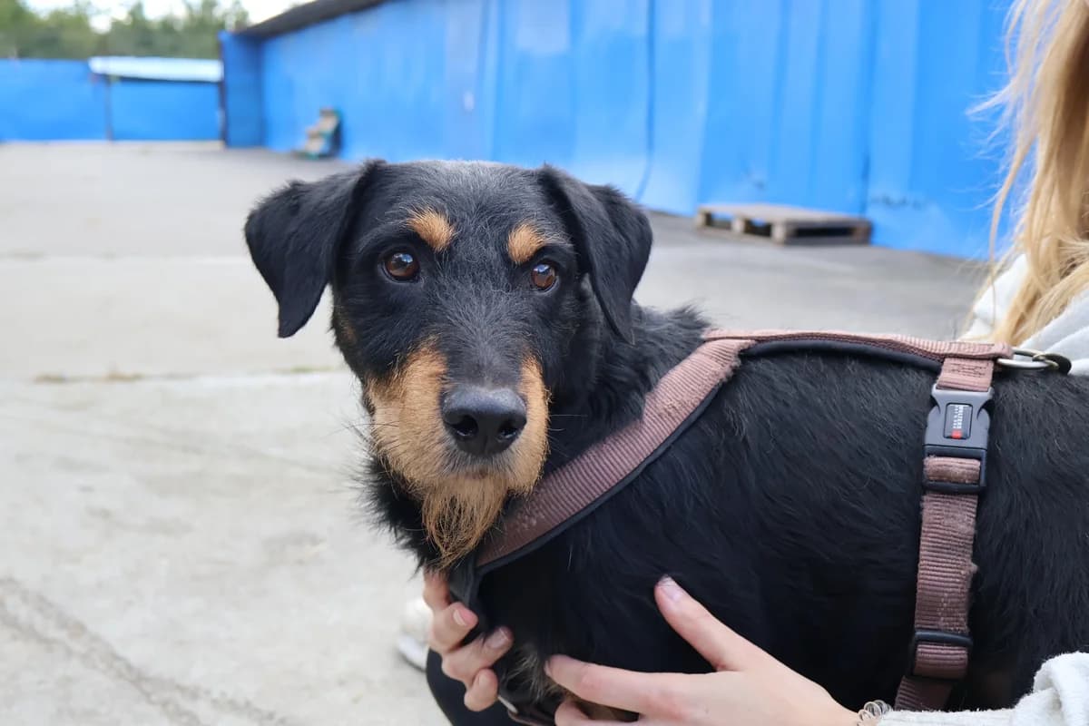 Dusty, male 5yo Mixed Breed for adoption at Ein Herz für Streuner e.V., München