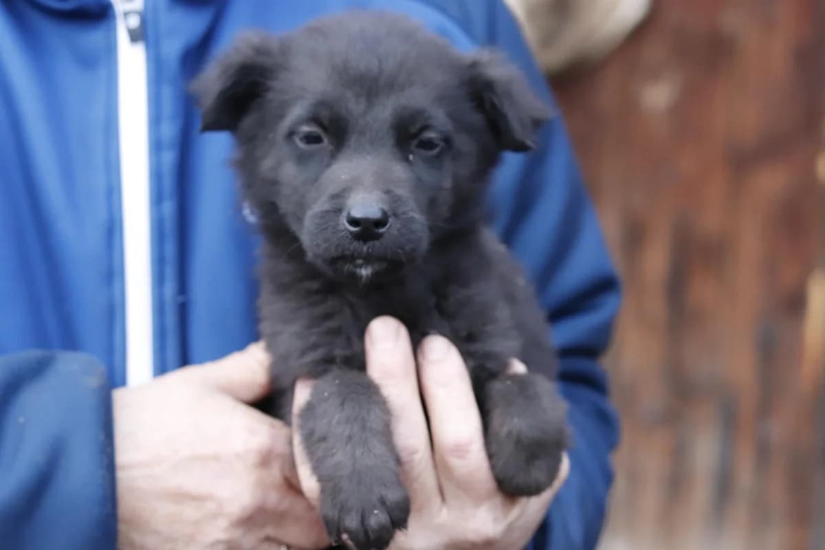 Dwalin, puppy Mixed Breed for adoption at Ein Herz für Streuner e.V., München