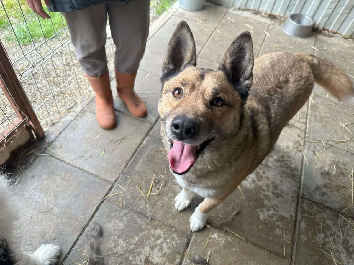 Dylan, weiß male 5yo Mixed Breed for adoption at Ein Herz für Streuner e.V., München