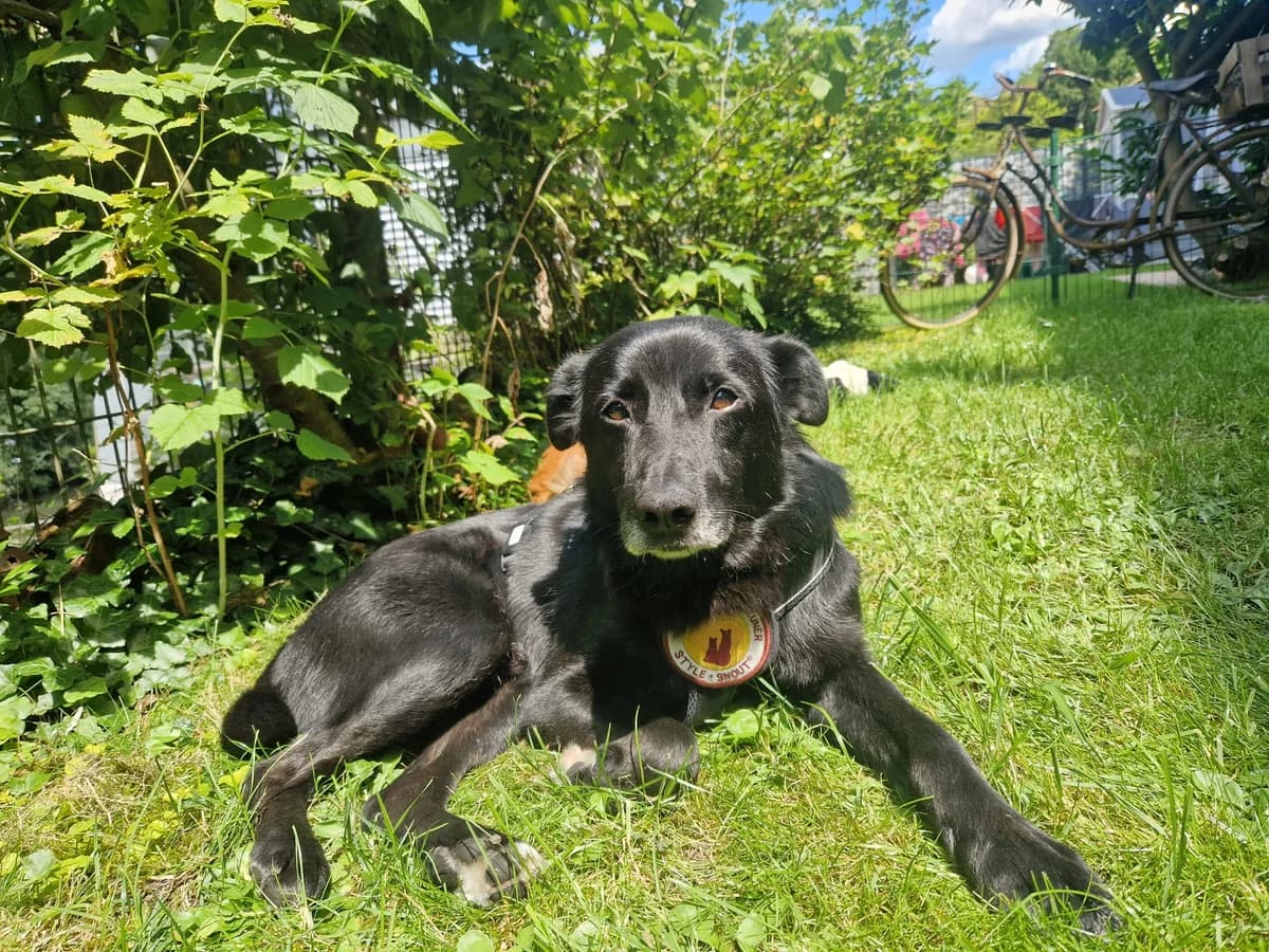 Dyrk, male senior Mixed Breed for adoption at Ein Herz für Streuner e.V., München
