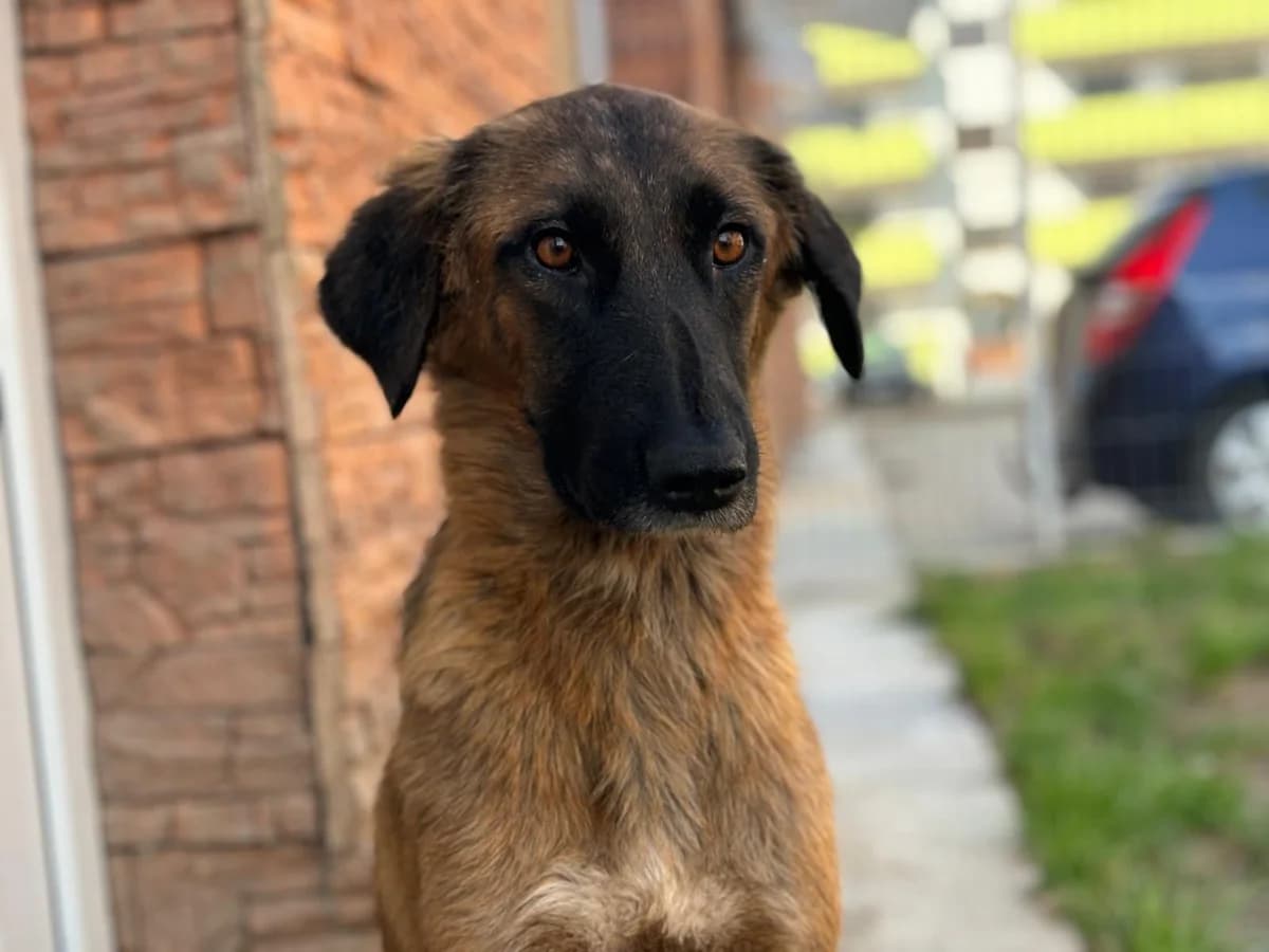 Dzana, female 5yo Mixed Breed for adoption at Ein Herz für Streuner e.V., München