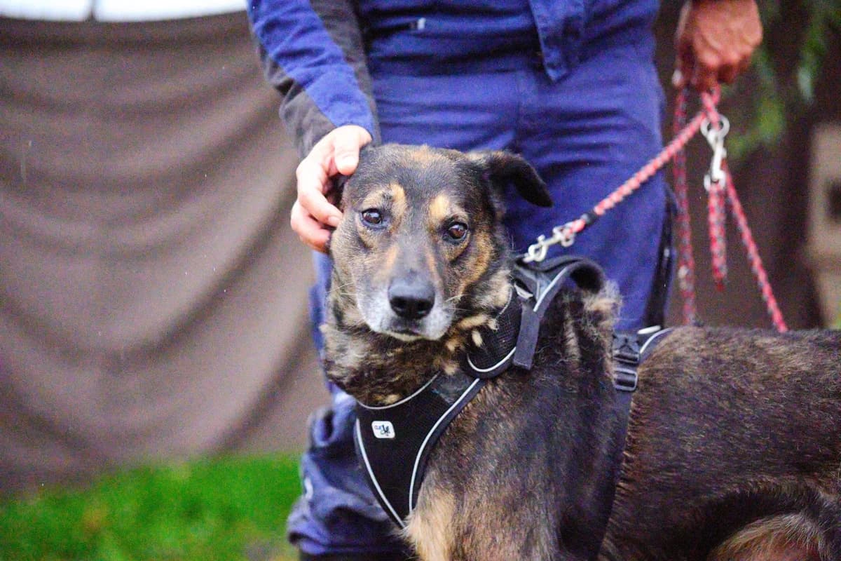 Eager, male 5yo Mixed Breed for adoption at Ein Herz für Streuner e.V., München