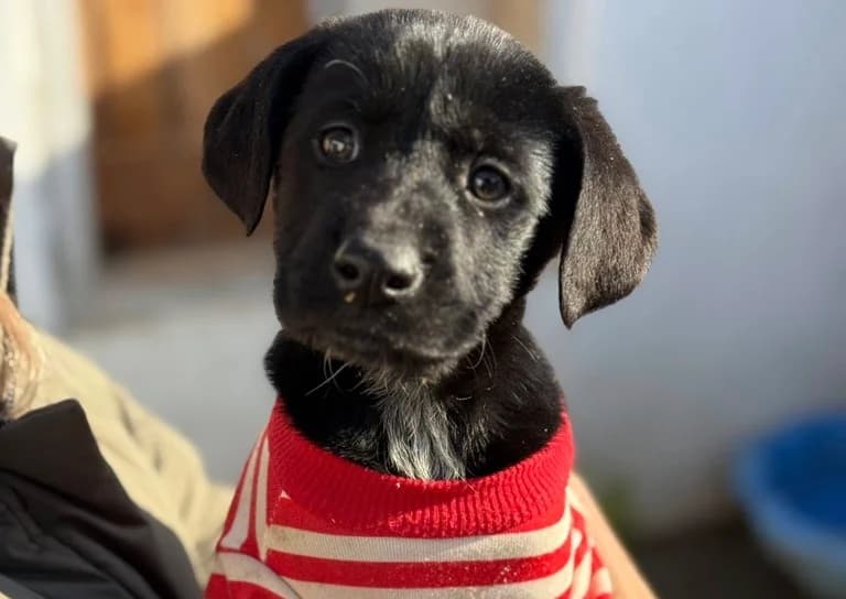 Easy, female puppy Mixed Breed for adoption at Ein Herz für Streuner e.V., München