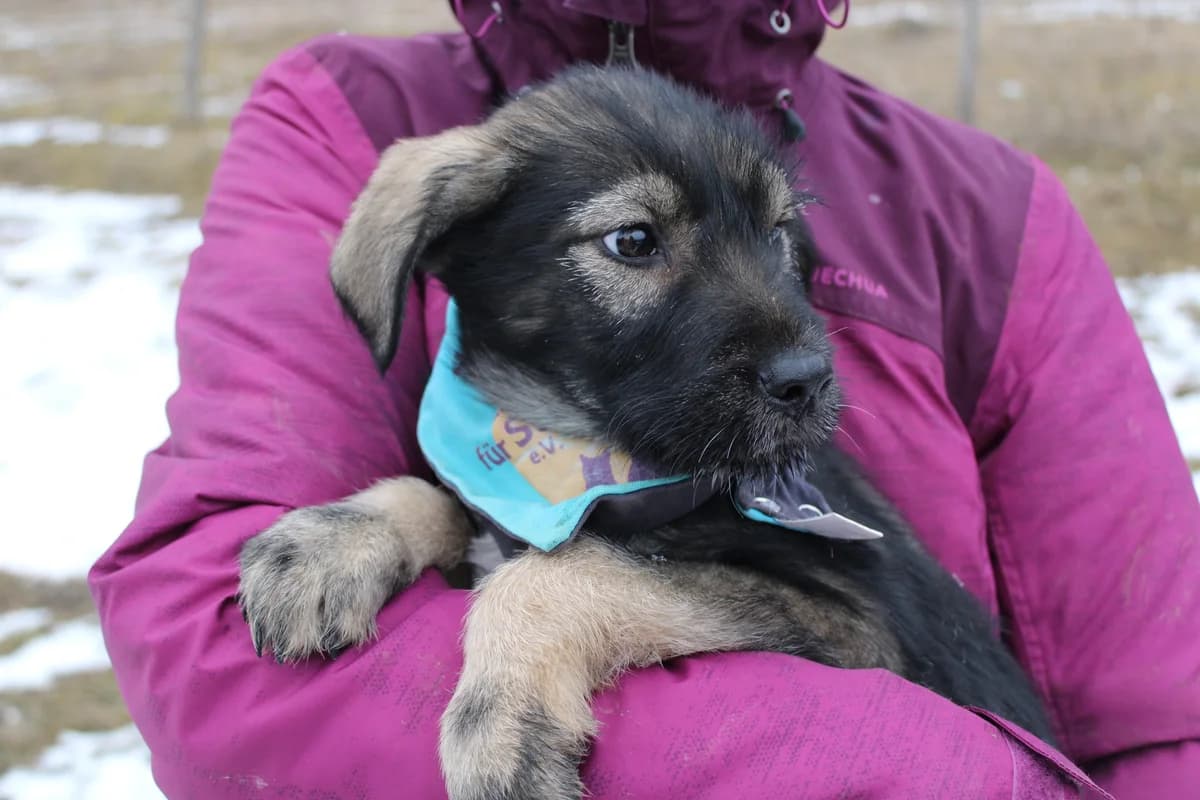 Easy, male puppy Mixed Breed for adoption at Ein Herz für Streuner e.V., München