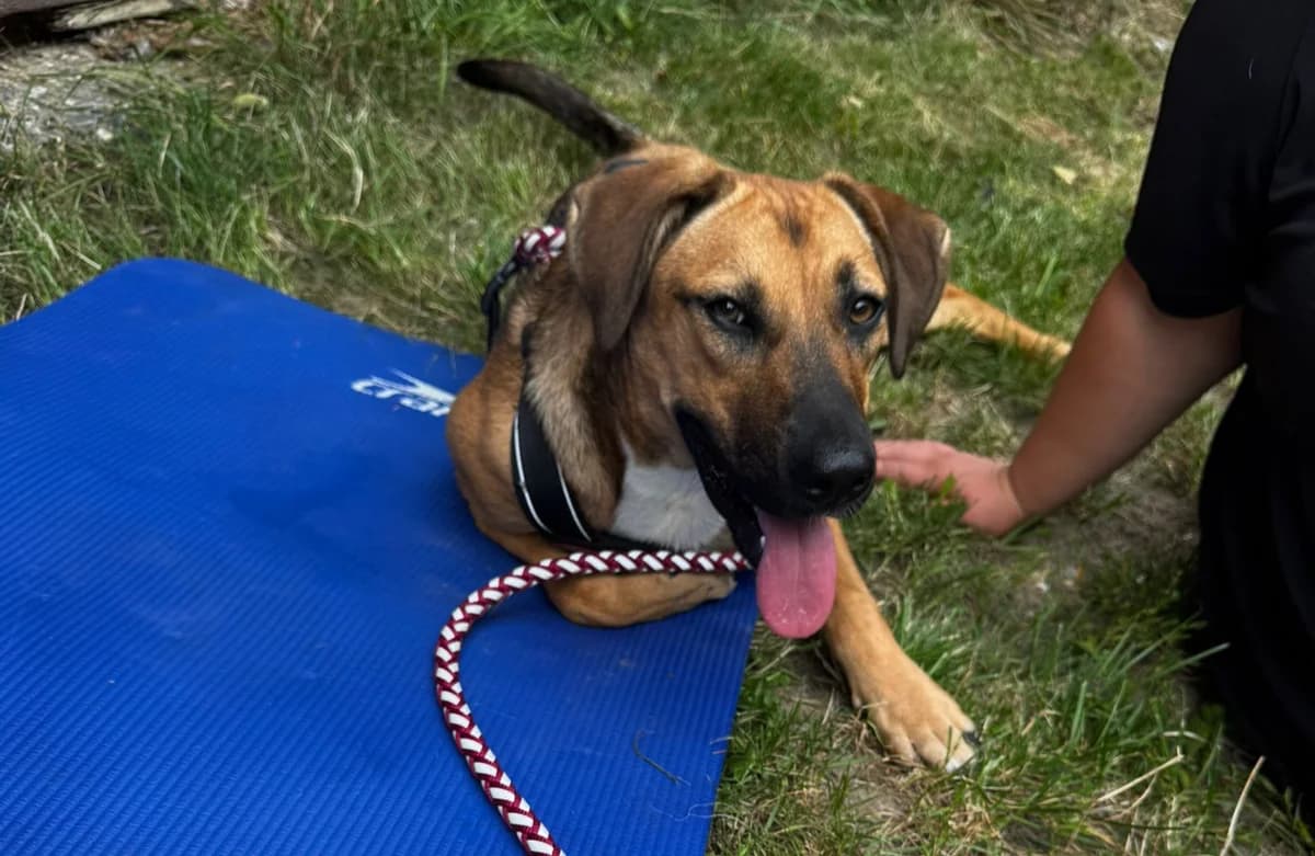 Ebbi, female puppy Mixed Breed for adoption at Ein Herz für Streuner e.V., München