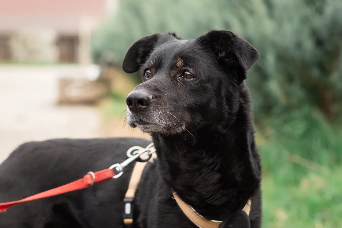 Ebony, female 6yo Mixed Breed for adoption at Ein Herz für Streuner e.V., München