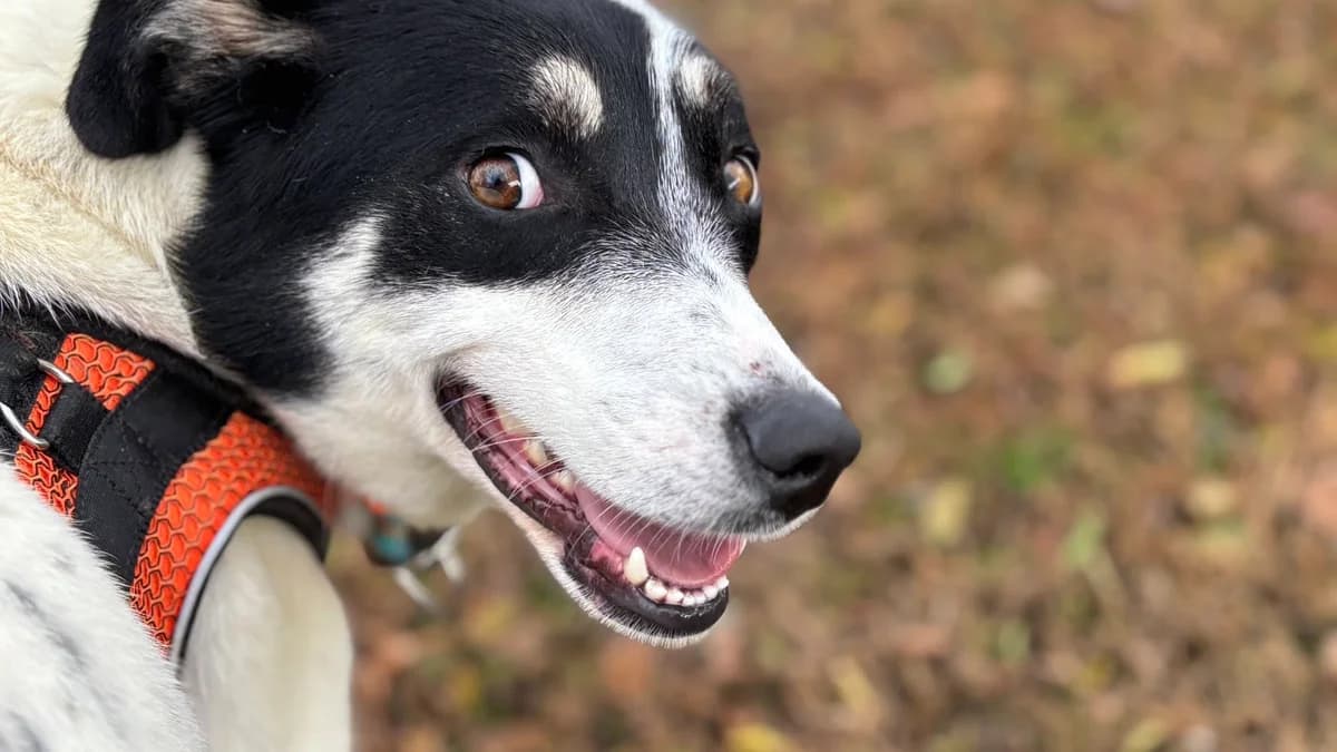 Echo, female 5yo Mixed Breed for adoption at Ein Herz für Streuner e.V., München