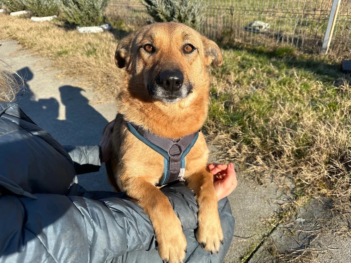 Edda, female 3yo Mixed Breed for adoption at Ein Herz für Streuner e.V., München