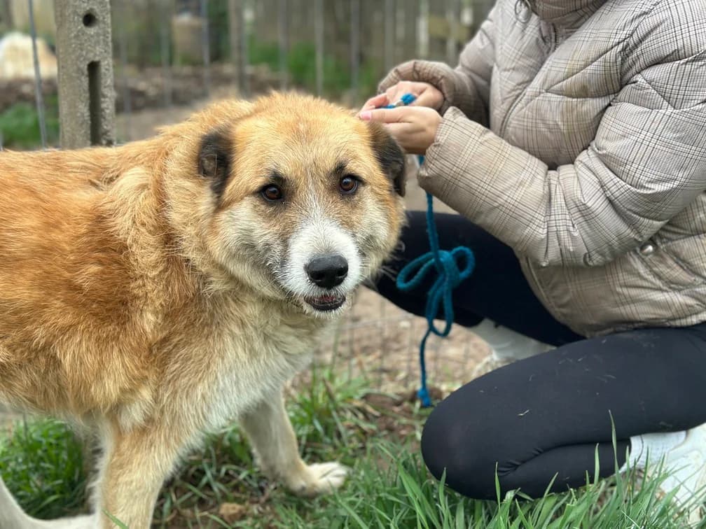 Edda, female 5yo Mixed Breed for adoption at Ein Herz für Streuner e.V., München