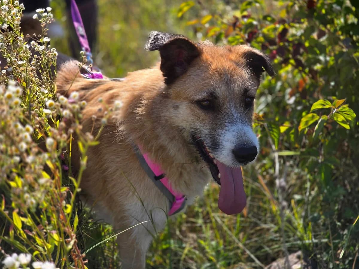 Edda, female 3yo Mixed Breed for adoption at Ein Herz für Streuner e.V., München