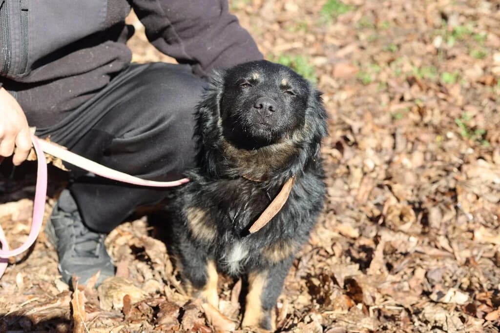 Eddi, male young Mixed Breed for adoption at Ein Herz für Streuner e.V., München