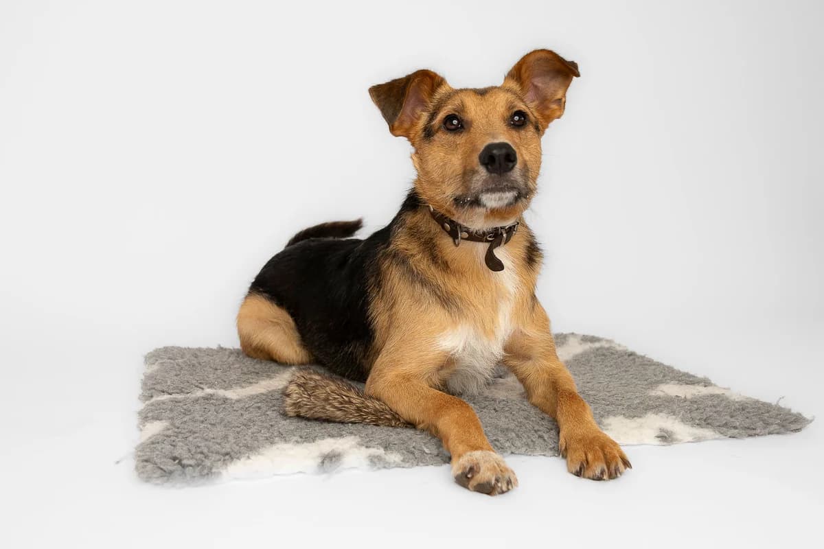 Eddi, male young Mixed Breed for adoption at Ein Herz für Streuner e.V., München