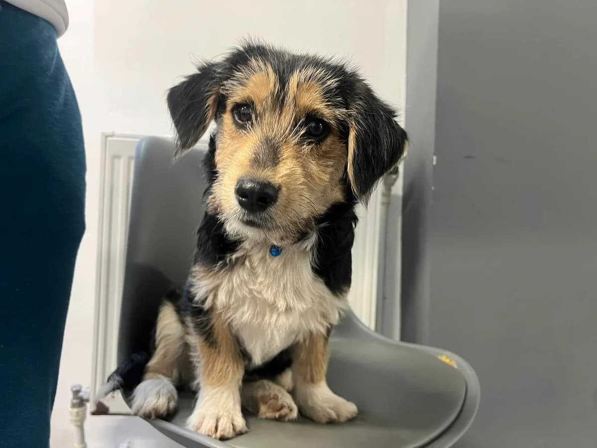 Eddi, male puppy Mixed Breed for adoption at Ein Herz für Streuner e.V., München