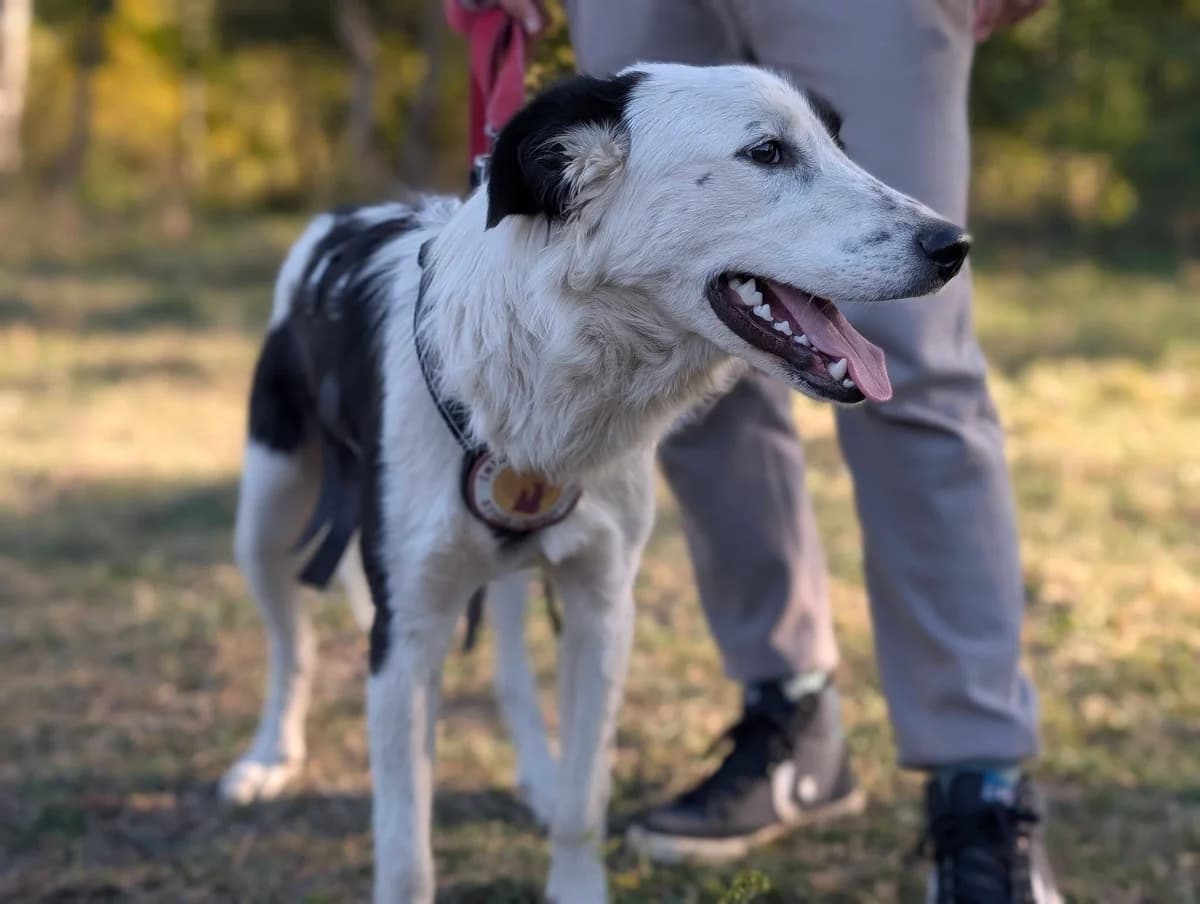 Eddy, male 5yo Mixed Breed for adoption at Ein Herz für Streuner e.V., München