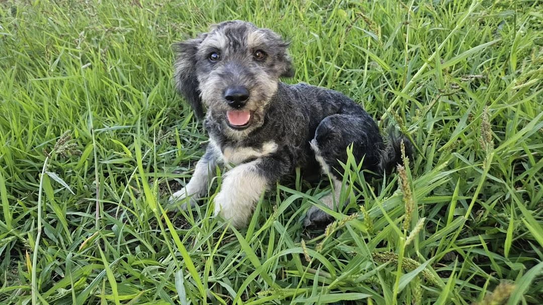 Ede, grau male puppy Mixed Breed for adoption at Ein Herz für Streuner e.V., München