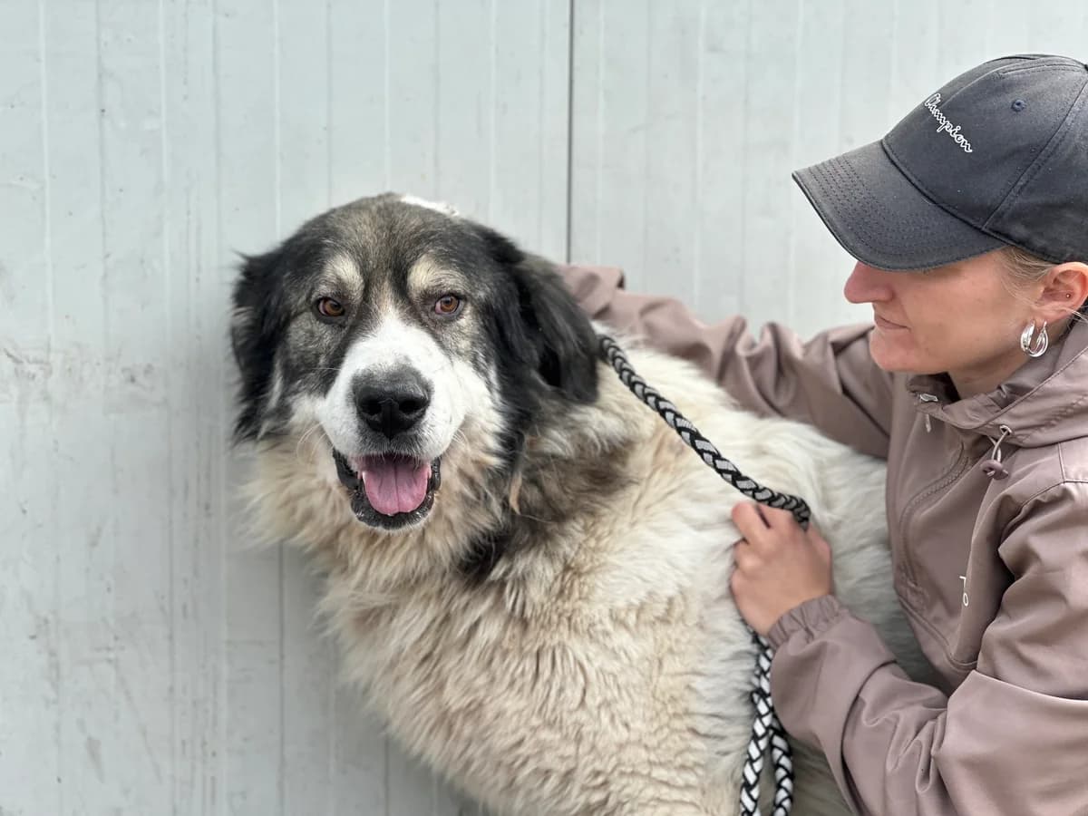 Edgar, weiß male 5yo Mixed Breed for adoption at Ein Herz für Streuner e.V., München